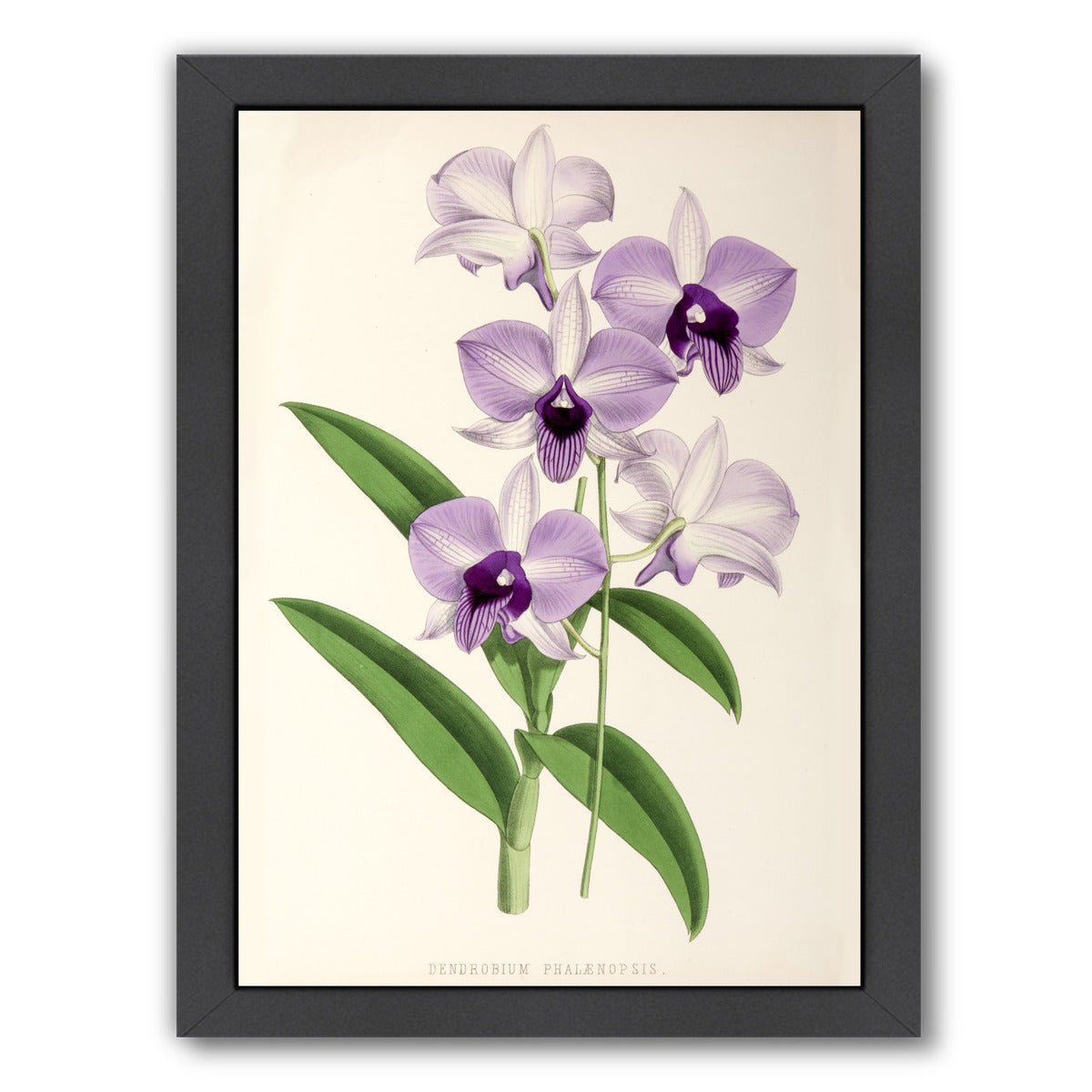 Fitch Orchid Dendrobium Phlaenopsis by New York Botanical Garden Framed Print - Americanflat