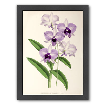 Fitch Orchid Dendrobium Phlaenopsis by New York Botanical Garden Framed Print - Americanflat