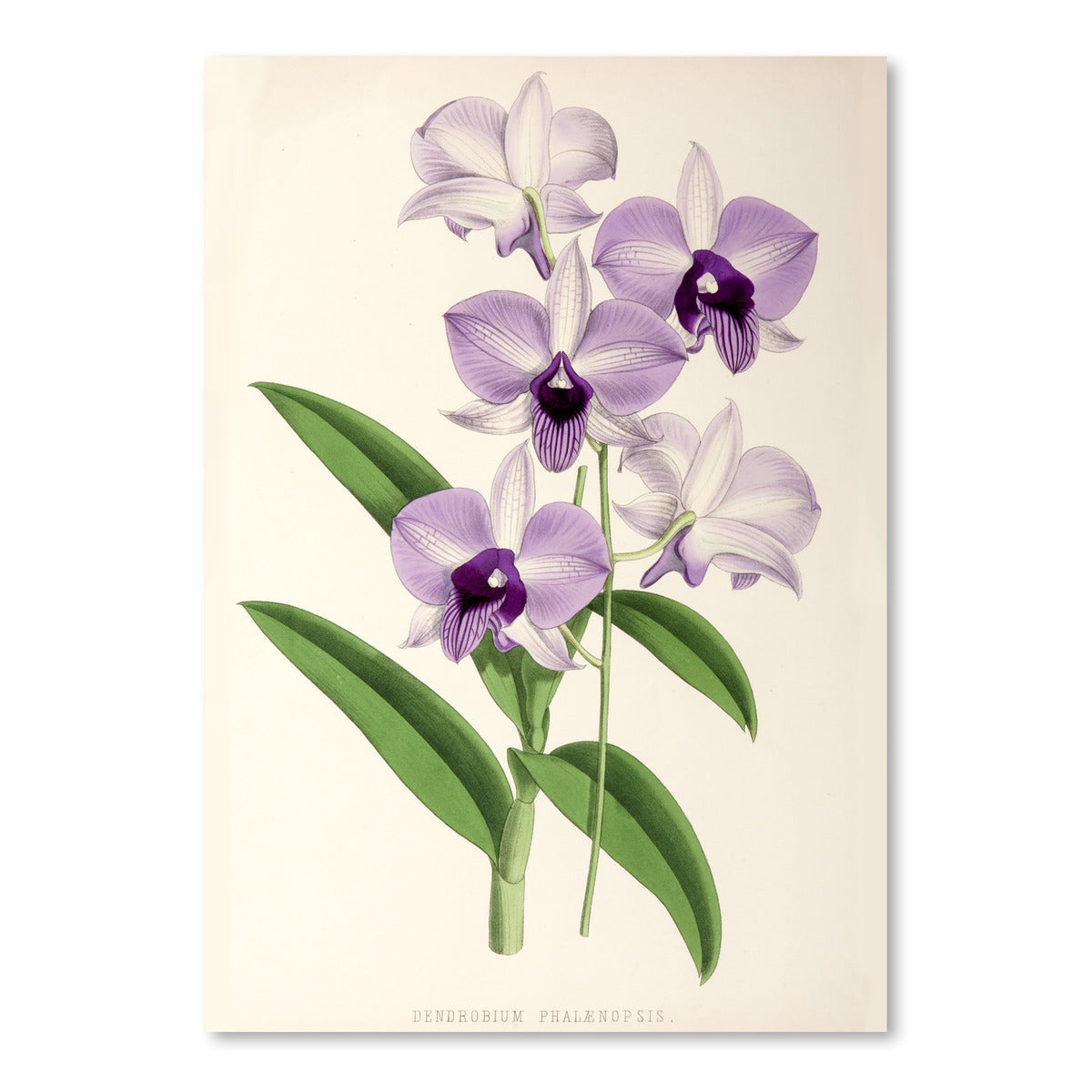 Fitch Orchid Dendrobium Phlaenopsis by New York Botanical Garden Art Print - Art Print - Americanflat