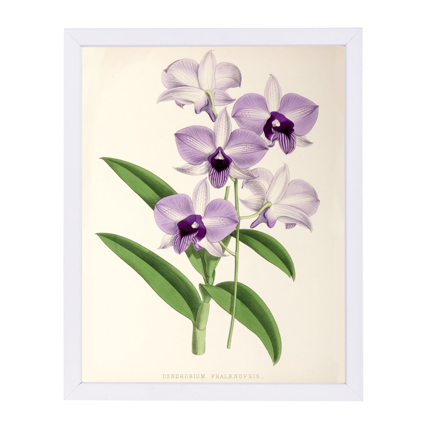 Fitch Orchid Dendrobium Phlaenopsis by New York Botanical Garden Framed Print - Americanflat