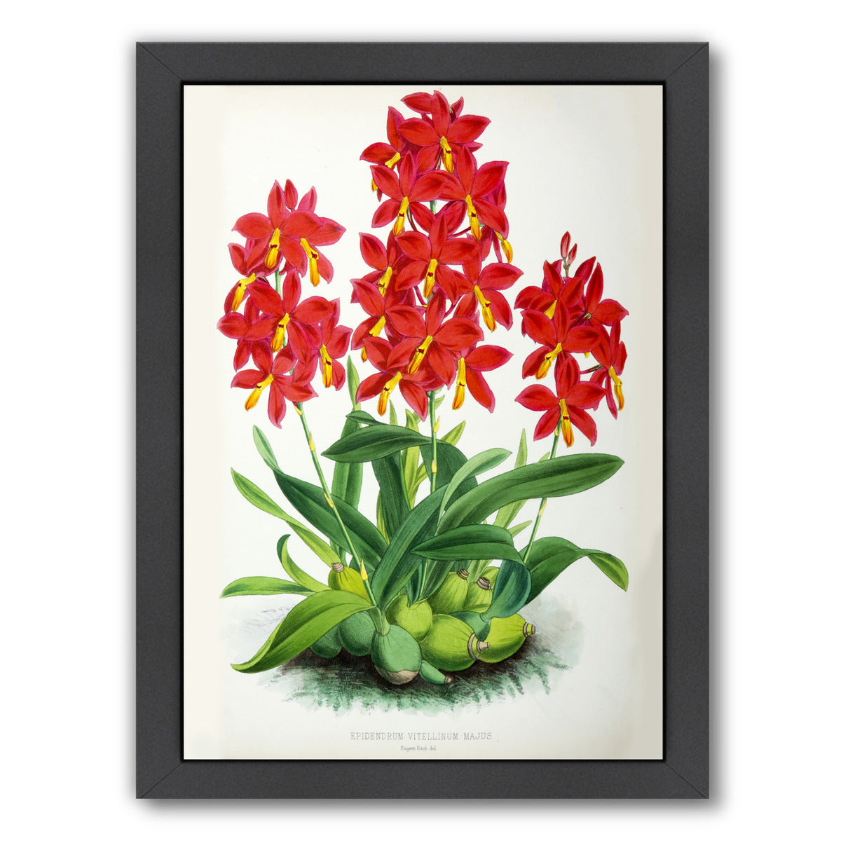 Fitch Orchid Epidendrum Vitellinummajus by New York Botanical Garden Framed Print - Americanflat