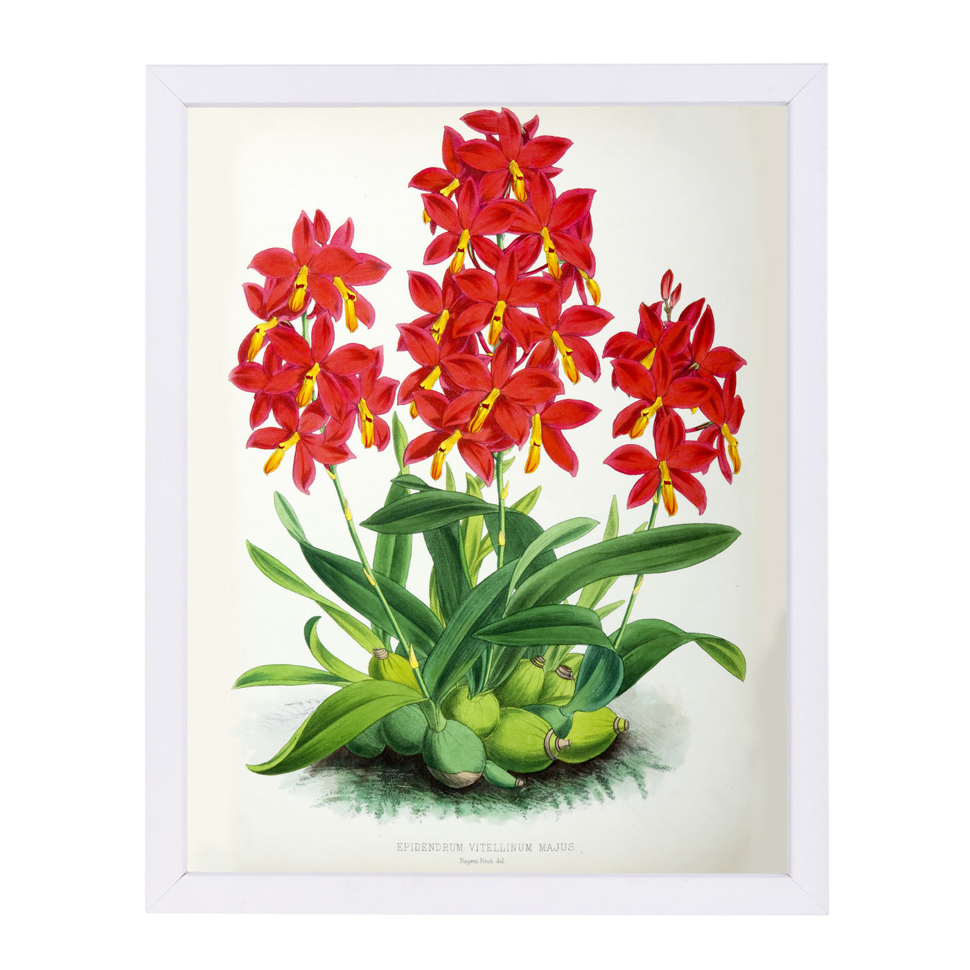 Fitch Orchid Epidendrum Vitellinummajus by New York Botanical Garden Framed Print - Americanflat