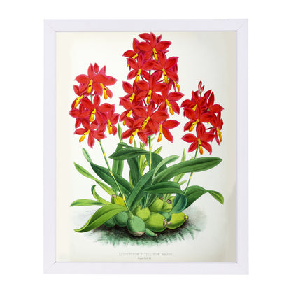 Fitch Orchid Epidendrum Vitellinummajus by New York Botanical Garden Framed Print - Americanflat