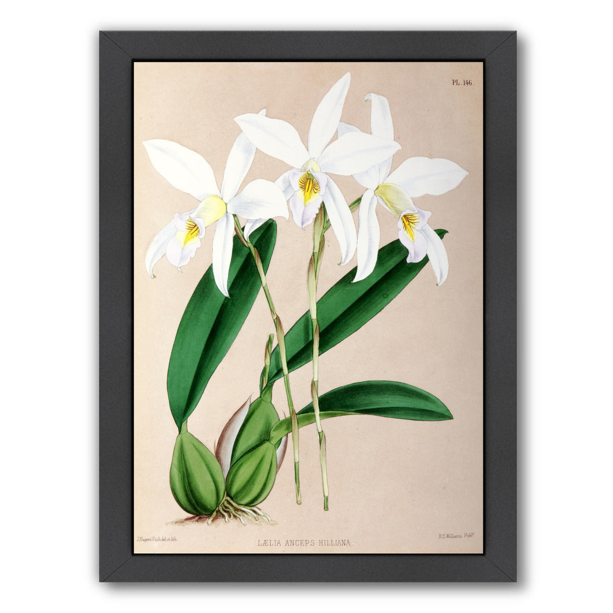 Fitch Orchid Laelia Anceps Hilliana by New York Botanical Garden Framed Print - Americanflat