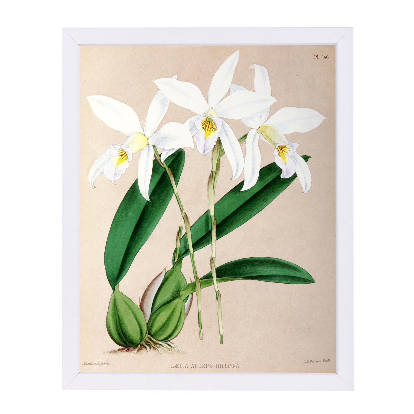 Fitch Orchid Laelia Anceps Hilliana by New York Botanical Garden Framed Print - Americanflat