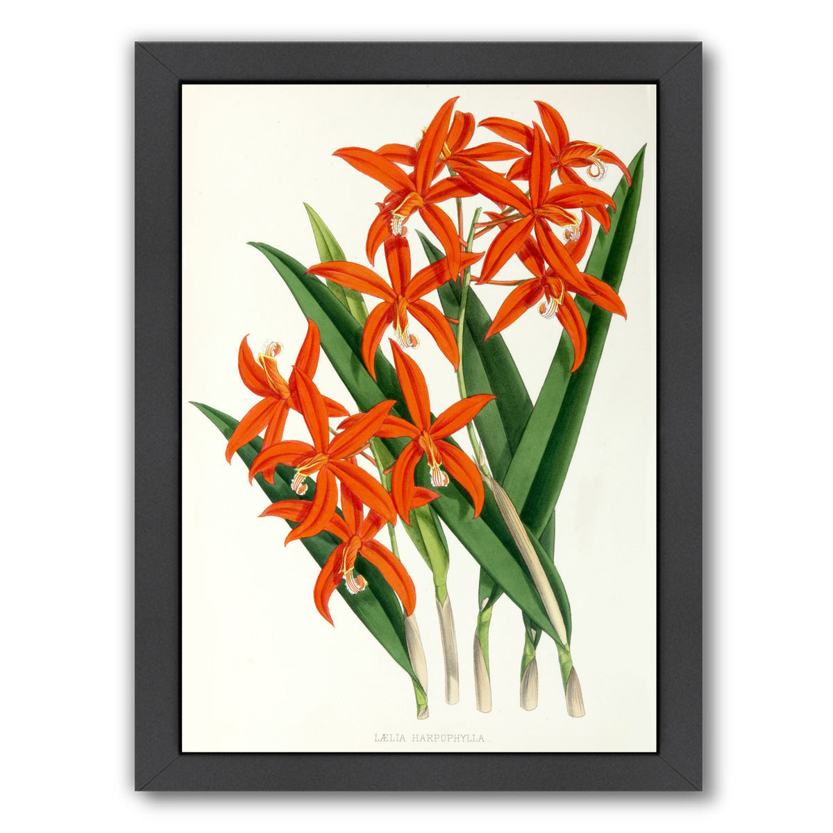 Fitch Orchid Laelia Harpophylla by New York Botanical Garden Framed Print - Americanflat