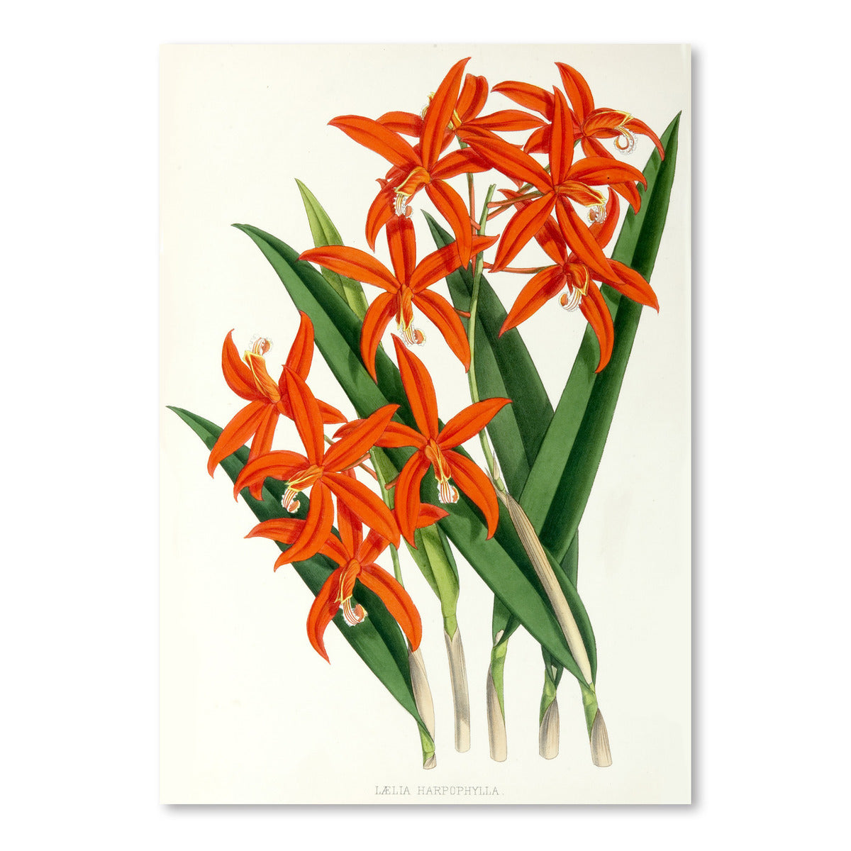 Fitch Orchid Laelia Harpophylla by New York Botanical Garden Art Print - Art Print - Americanflat