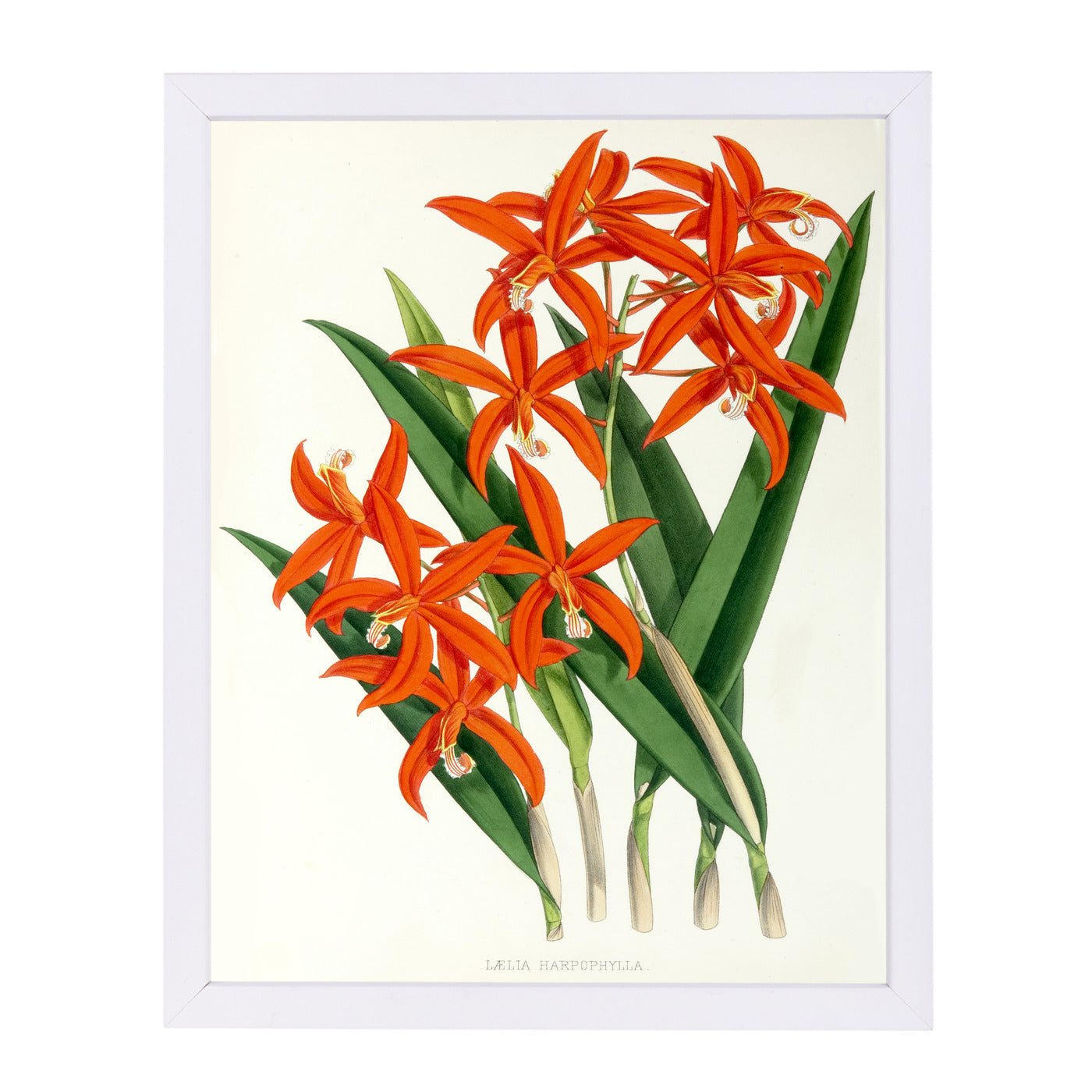 Fitch Orchid Laelia Harpophylla by New York Botanical Garden Framed Print - Americanflat