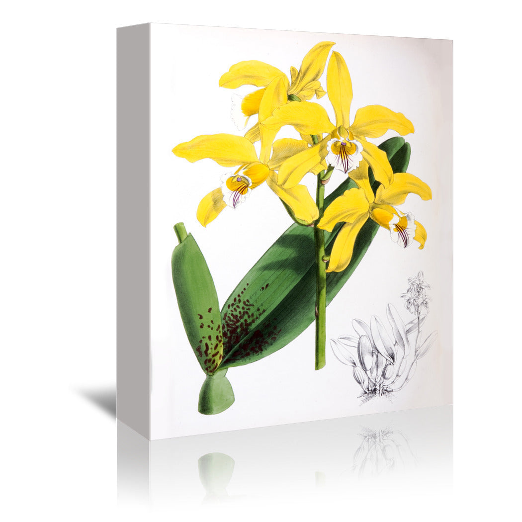 Fitch Orchid Laelia Xanthina by New York Botanical Garden Wrapped Canvas - Wrapped Canvas - Americanflat