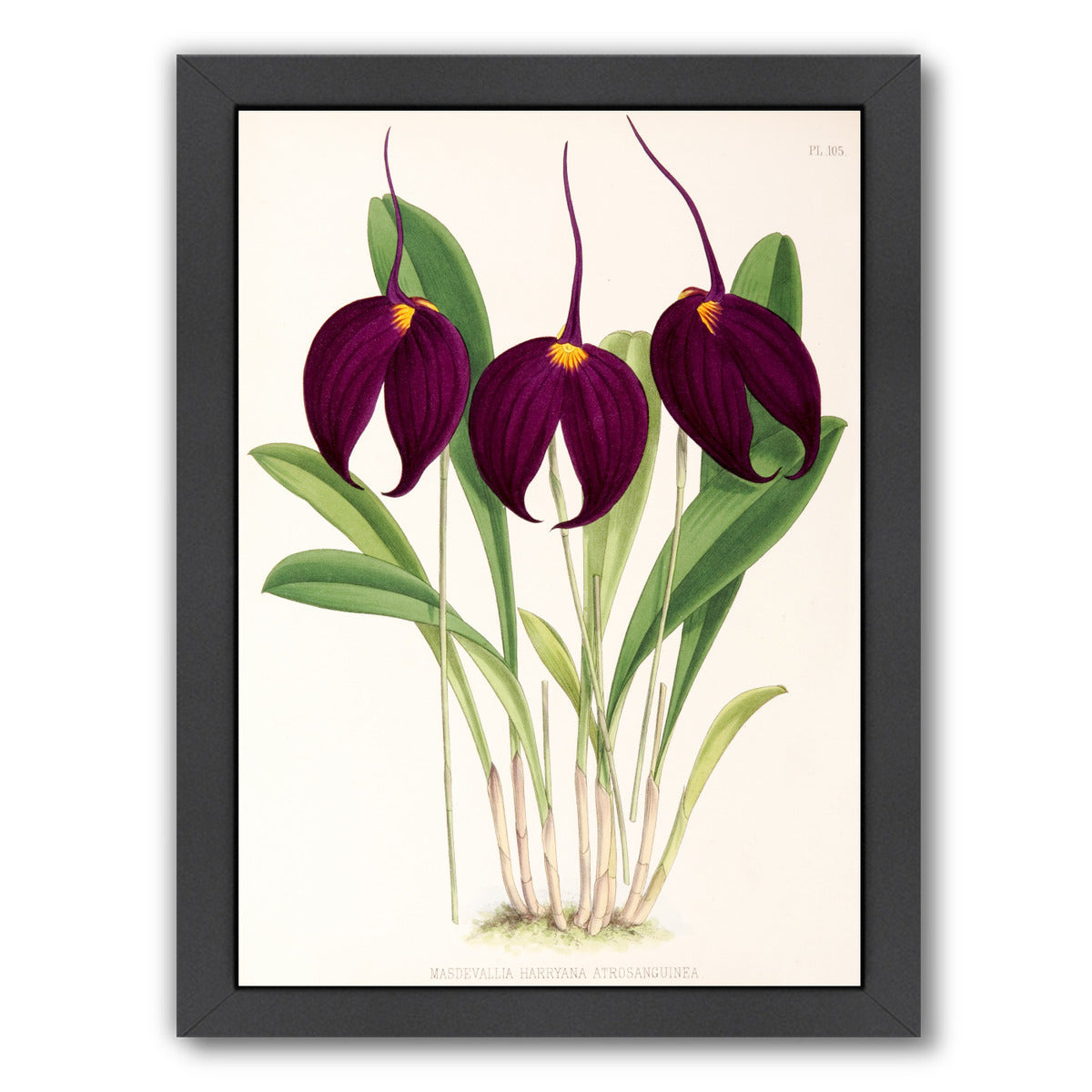 Fitch Orchid Masdevallia Harryana Atrosanguinea by New York Botanical Garden Framed Print - Americanflat