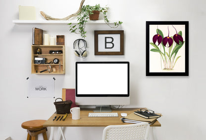 Fitch Orchid Masdevallia Harryana Atrosanguinea by New York Botanical Garden Framed Print - Americanflat