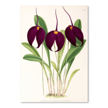 Fitch Orchid Masdevallia Harryana Atrosanguinea by New York Botanical Garden Art Print - Art Print - Americanflat