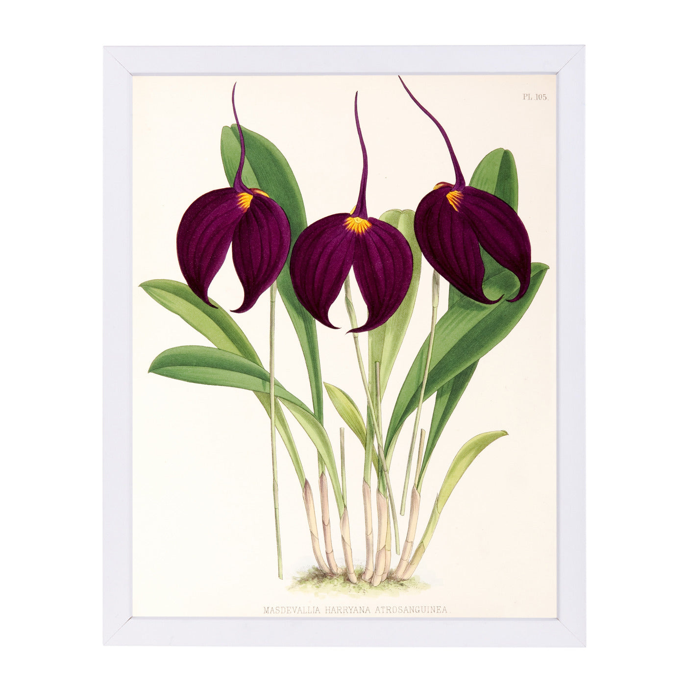 Fitch Orchid Masdevallia Harryana Atrosanguinea by New York Botanical Garden Framed Print - Americanflat