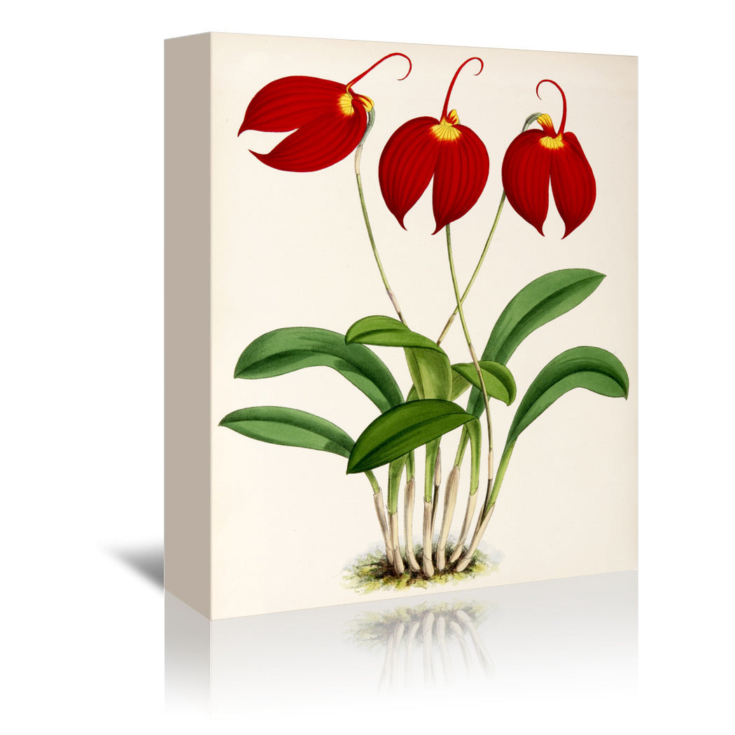 Fitch Orchid Masdevalliaignea by New York Botanical Garden Wrapped Canvas - Wrapped Canvas - Americanflat