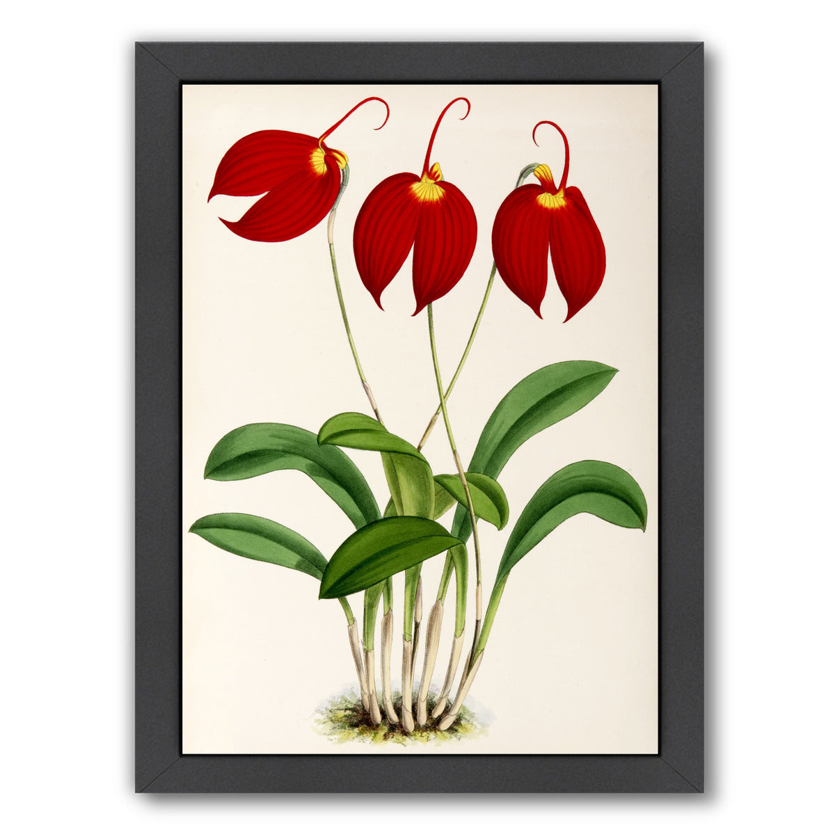 Fitch Orchid Masdevalliaignea by New York Botanical Garden Framed Print - Americanflat