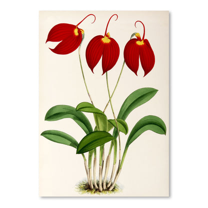 Fitch Orchid Masdevalliaignea by New York Botanical Garden Art Print - Art Print - Americanflat