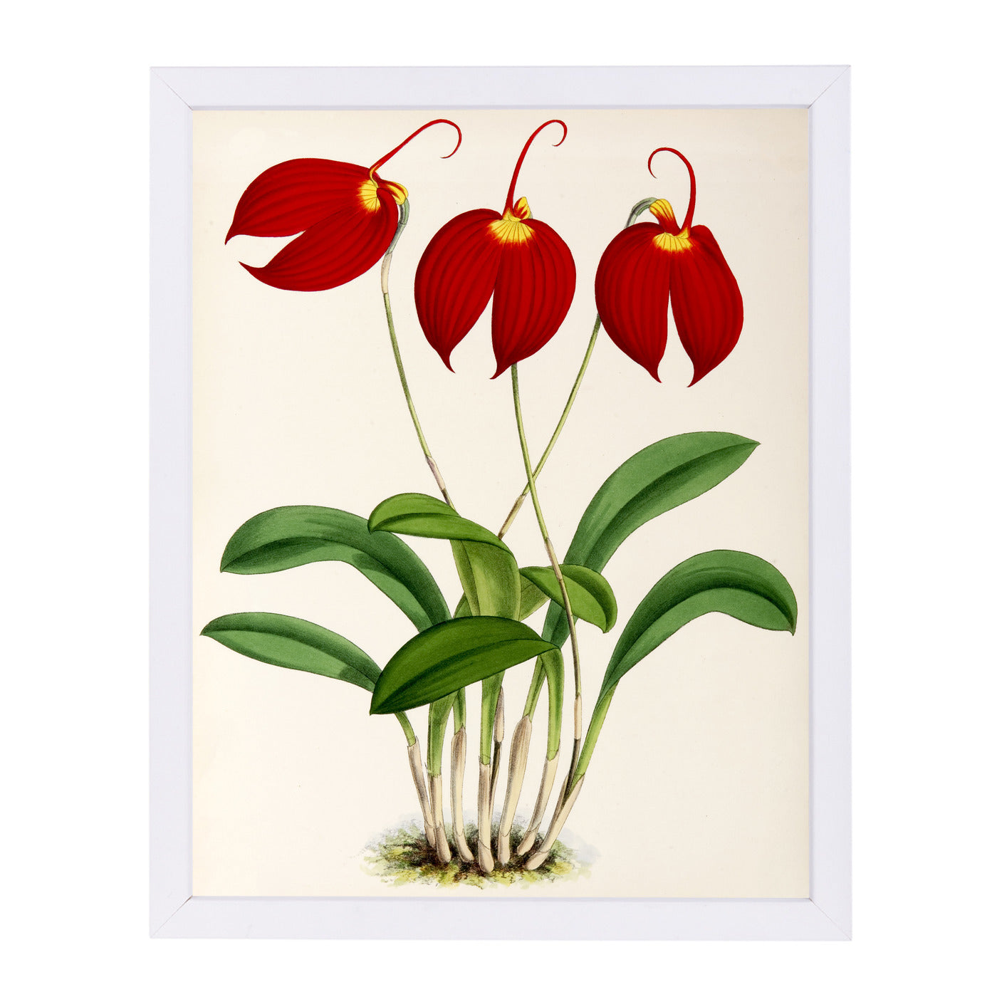 Fitch Orchid Masdevalliaignea by New York Botanical Garden Framed Print - Americanflat