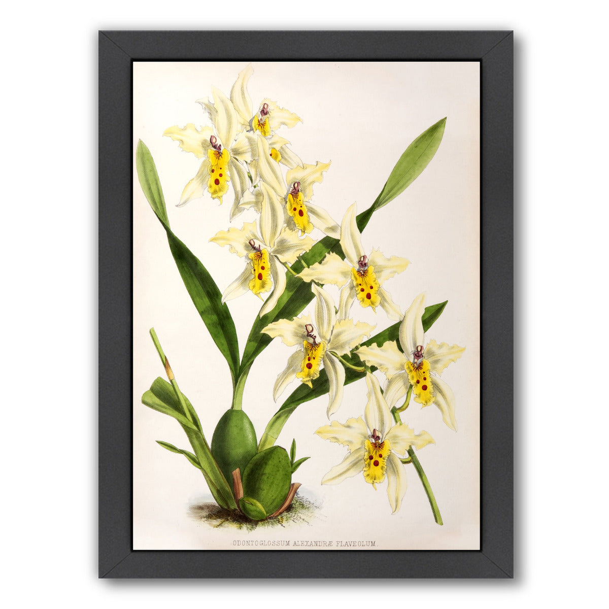 Fitch Orchid Odontoglossum Alexandrae Flaveolum by New York Botanical Garden Framed Print - Americanflat