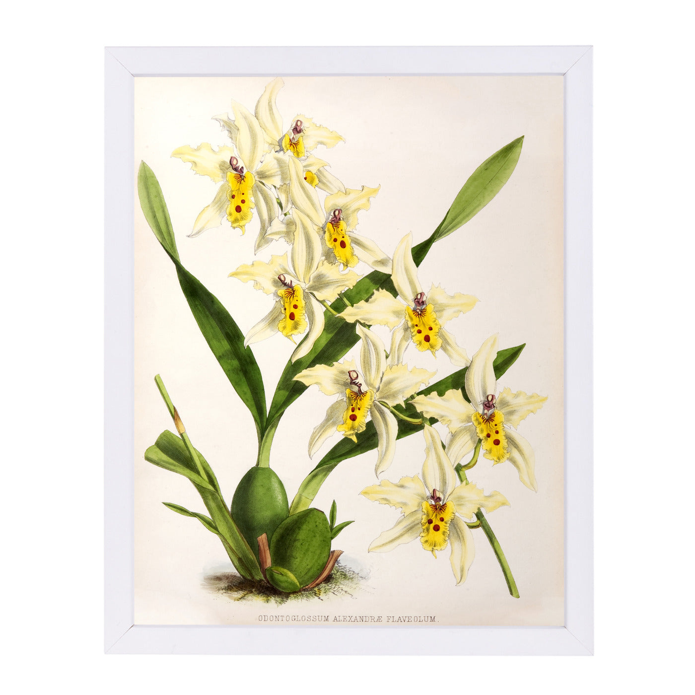 Fitch Orchid Odontoglossum Alexandrae Flaveolum by New York Botanical Garden Framed Print - Americanflat