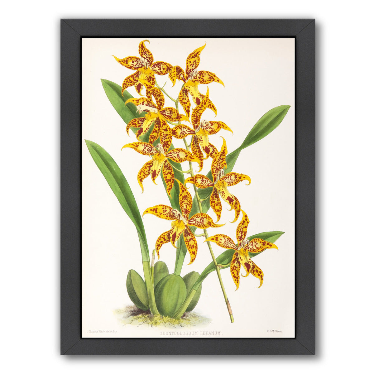 Fitch Orchid Odontoglossum Leeanum by New York Botanical Garden Framed Print - Americanflat