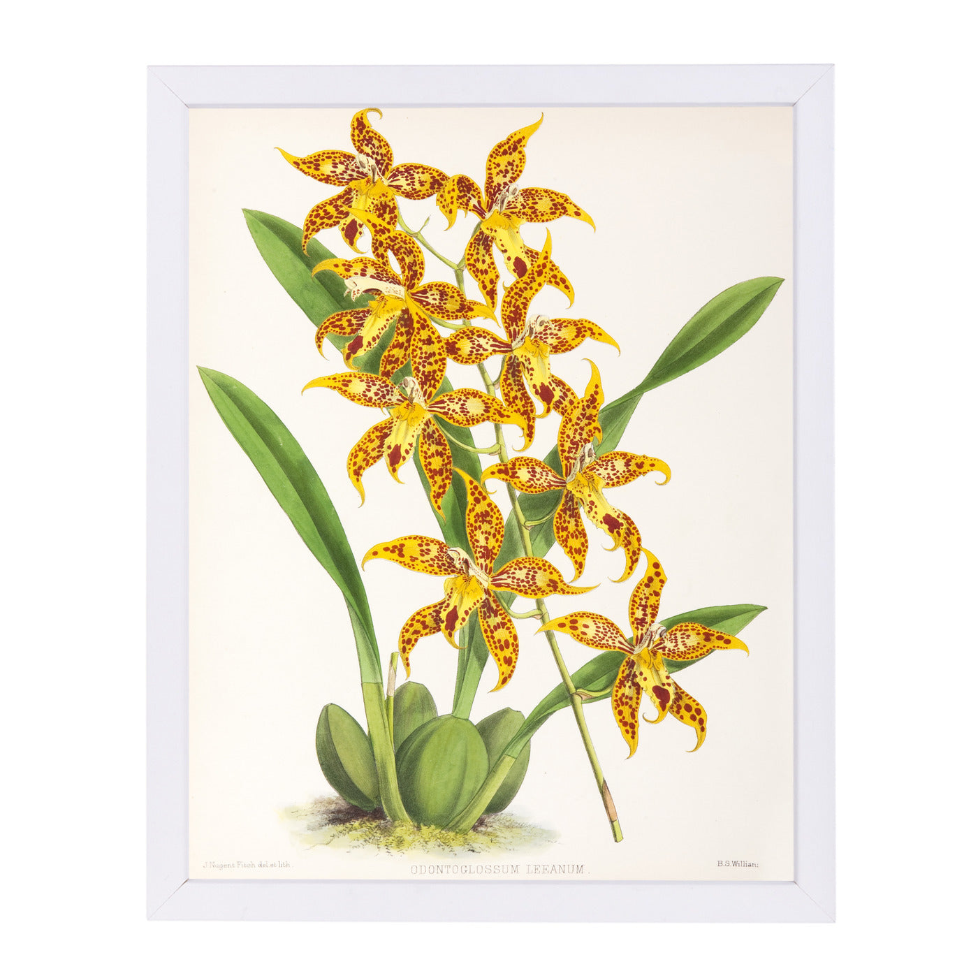 Fitch Orchid Odontoglossum Leeanum by New York Botanical Garden Framed Print - Americanflat