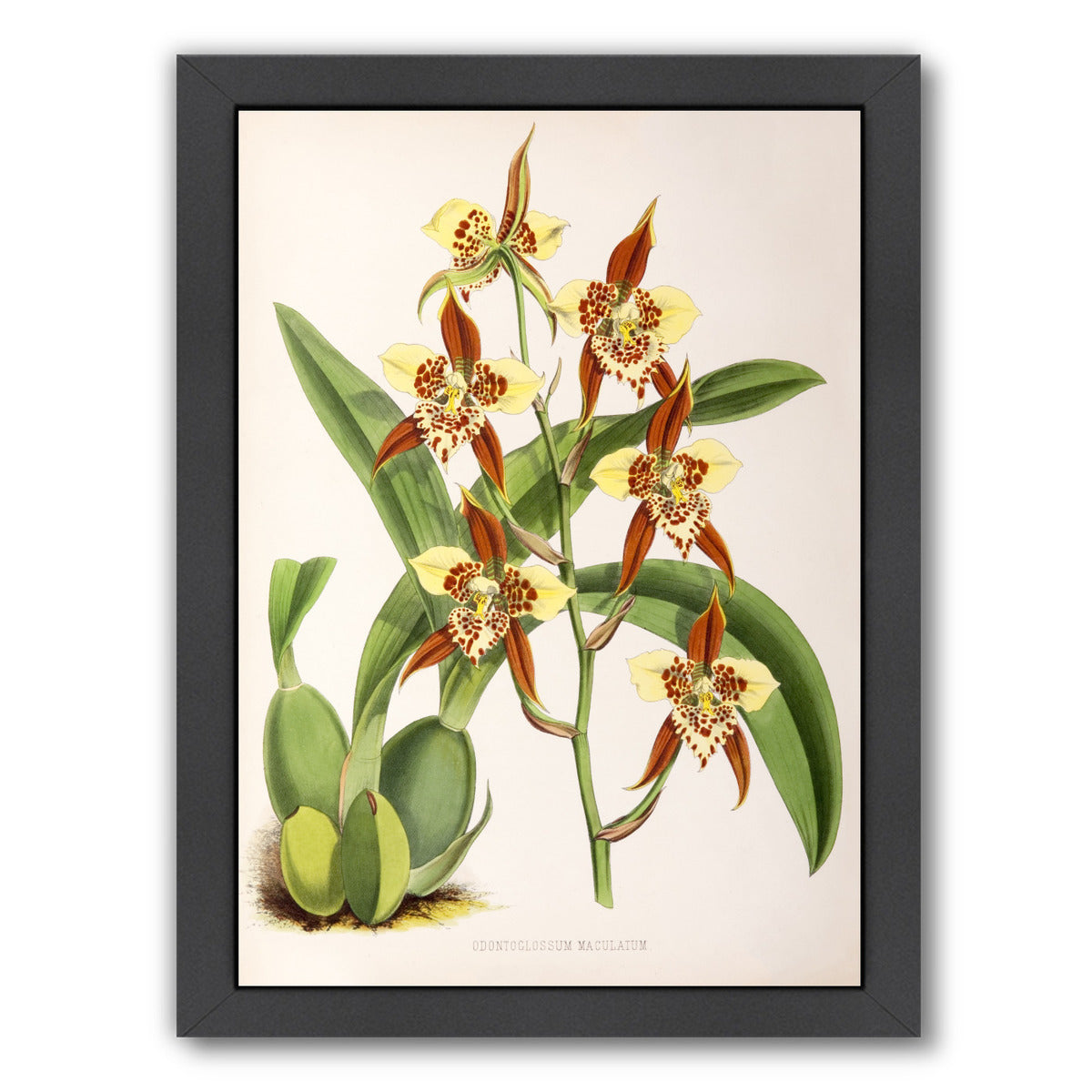 Fitch Orchid Odontoglossum Maculatum by New York Botanical Garden Framed Print - Americanflat