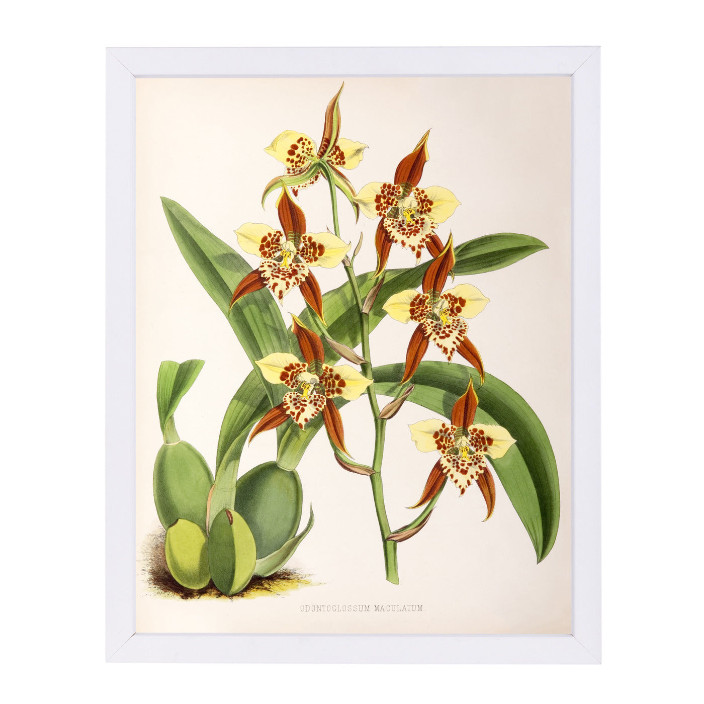 Fitch Orchid Odontoglossum Maculatum by New York Botanical Garden Framed Print - Americanflat