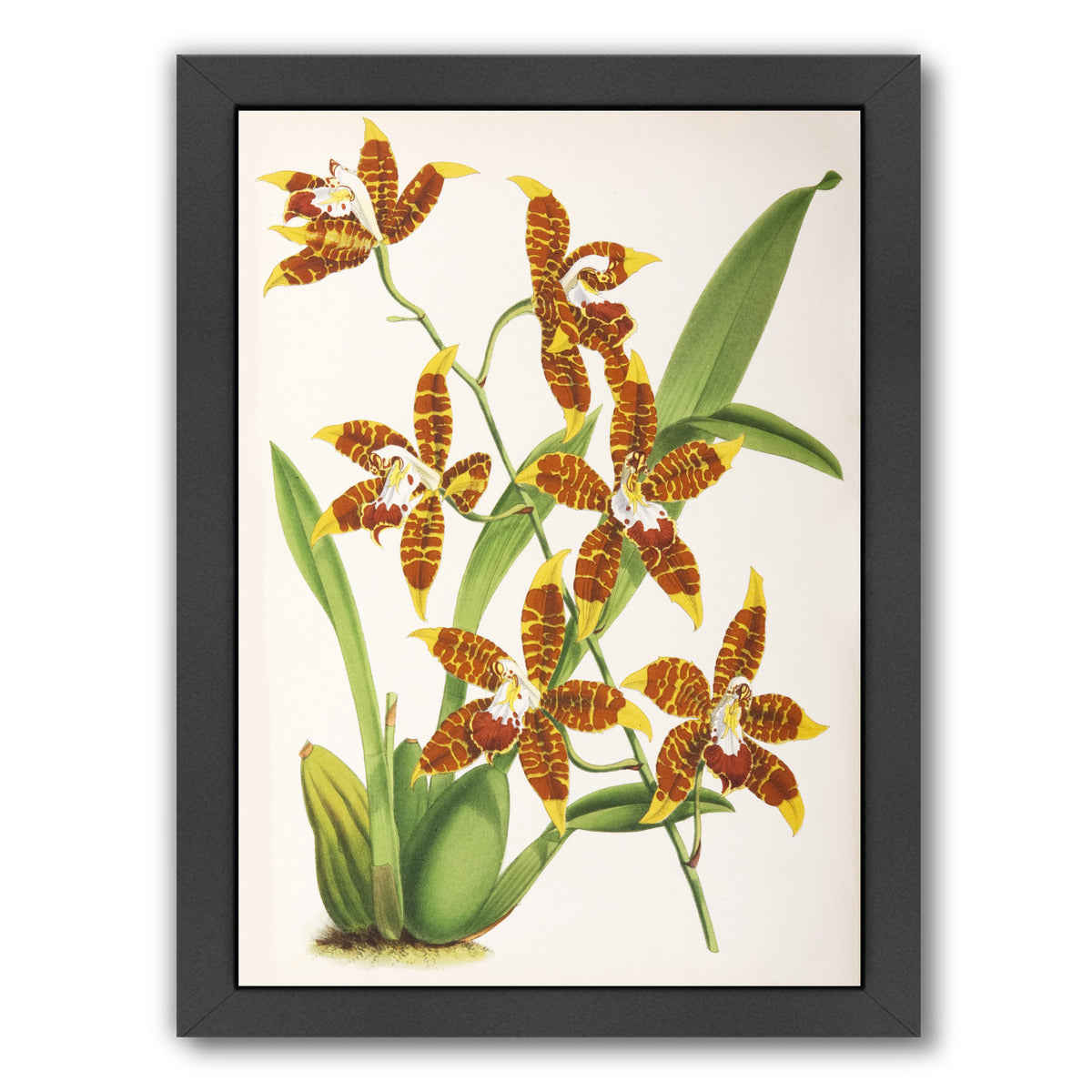 Fitch Orchid Odontoglossum Triumphans by New York Botanical Garden Framed Print - Americanflat