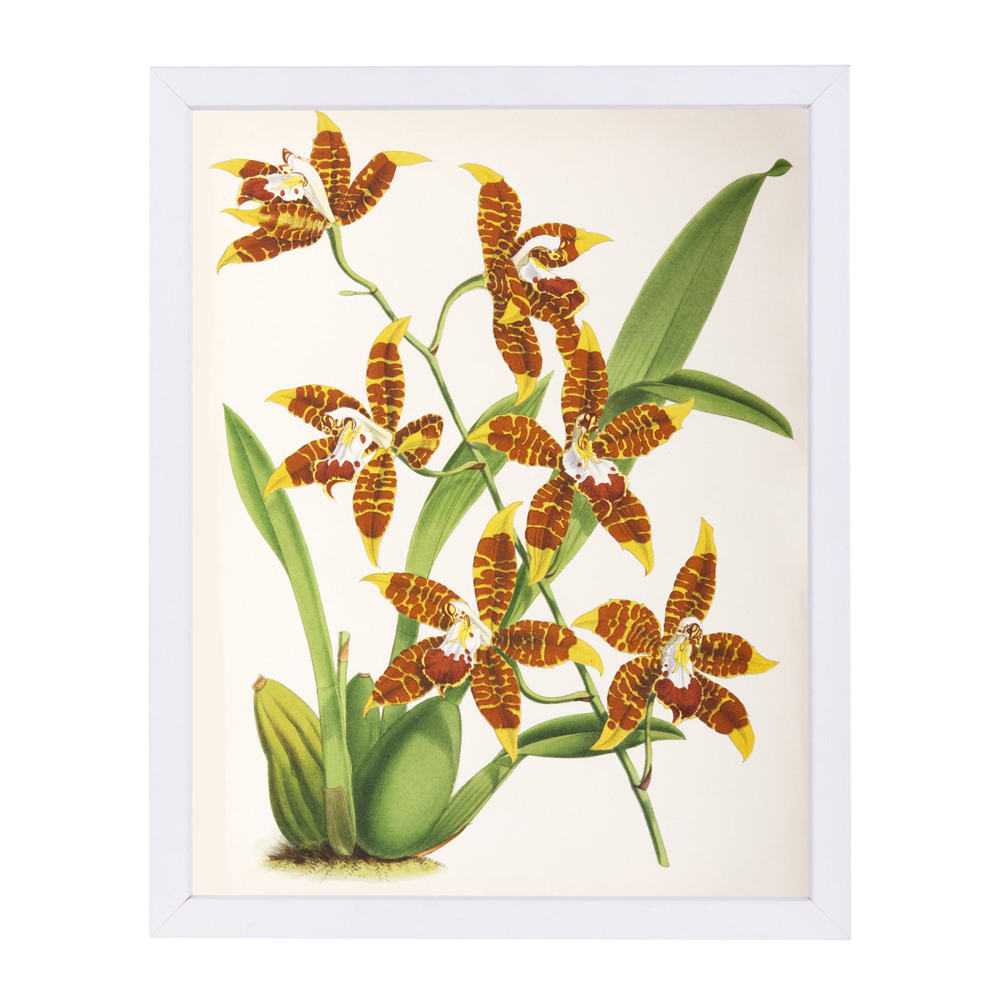 Fitch Orchid Odontoglossum Triumphans by New York Botanical Garden Framed Print - Americanflat