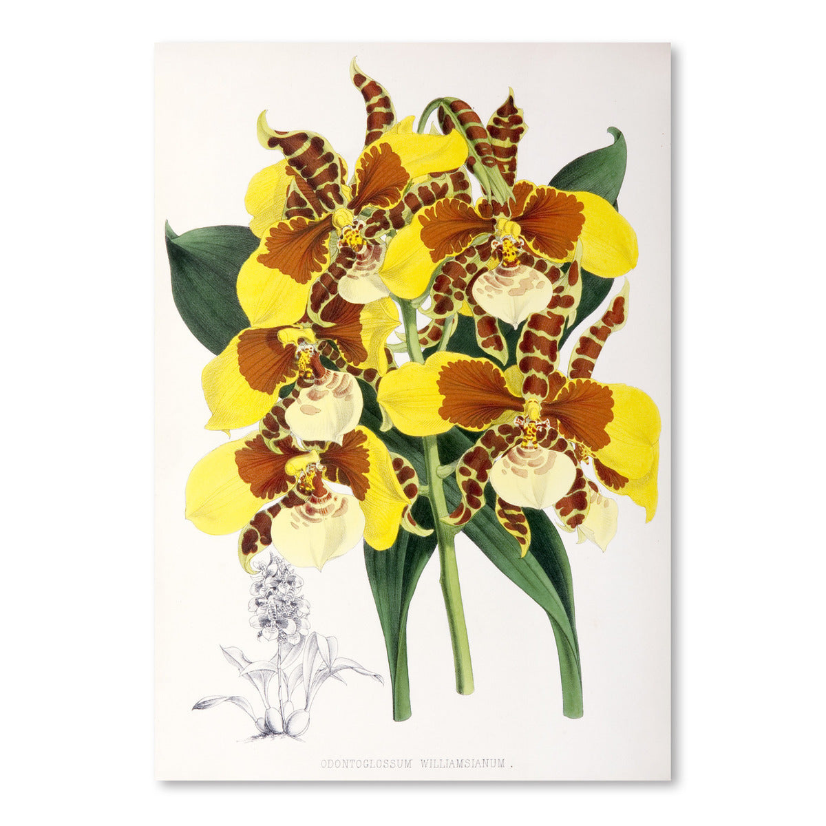 Fitch Orchid Odontoglossum Williamsianum by New York Botanical Garden Art Print - Art Print - Americanflat