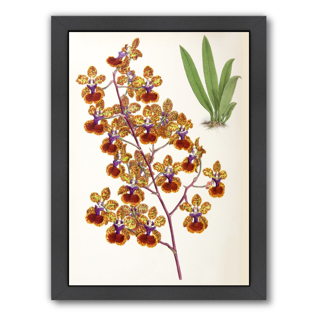 Fitch Orchid Oncidium Haematochilum by New York Botanical Garden Framed Print - Americanflat