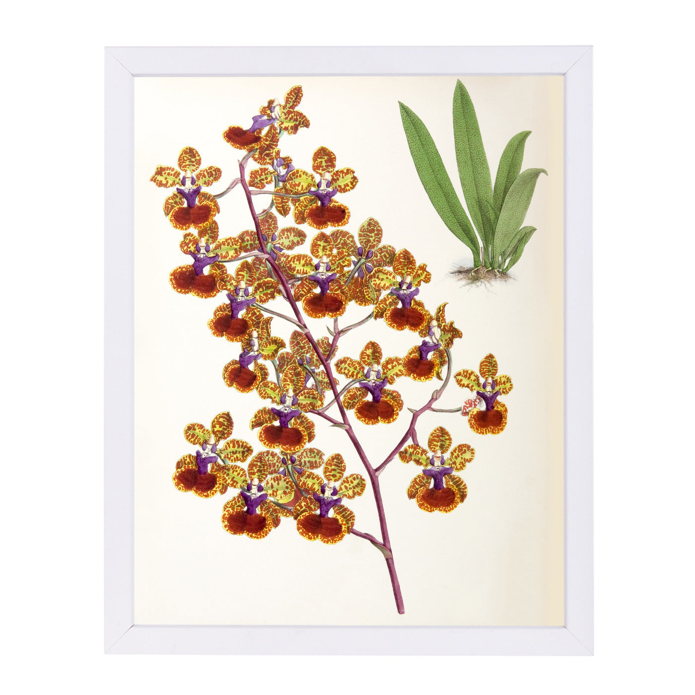 Fitch Orchid Oncidium Haematochilum by New York Botanical Garden Framed Print - Americanflat