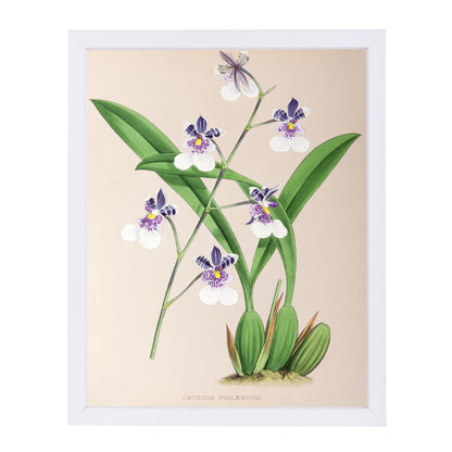Fitch Orchid Oncidium Phalaenopsis by New York Botanical Garden Framed Print - Americanflat