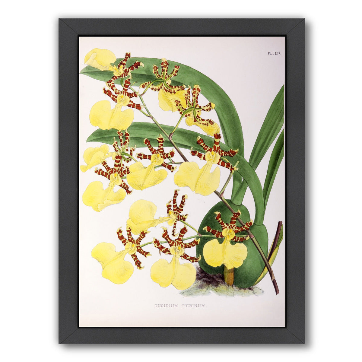 Fitch Orchid Oncidium Tigrinum by New York Botanical Garden Framed Print - Americanflat