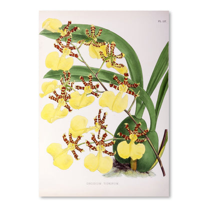 Fitch Orchid Oncidium Tigrinum by New York Botanical Garden Art Print - Art Print - Americanflat