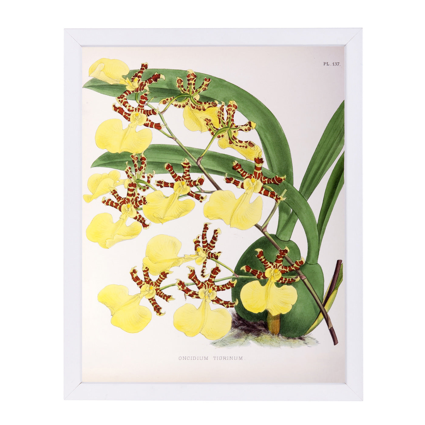 Fitch Orchid Oncidium Tigrinum by New York Botanical Garden Framed Print - Americanflat