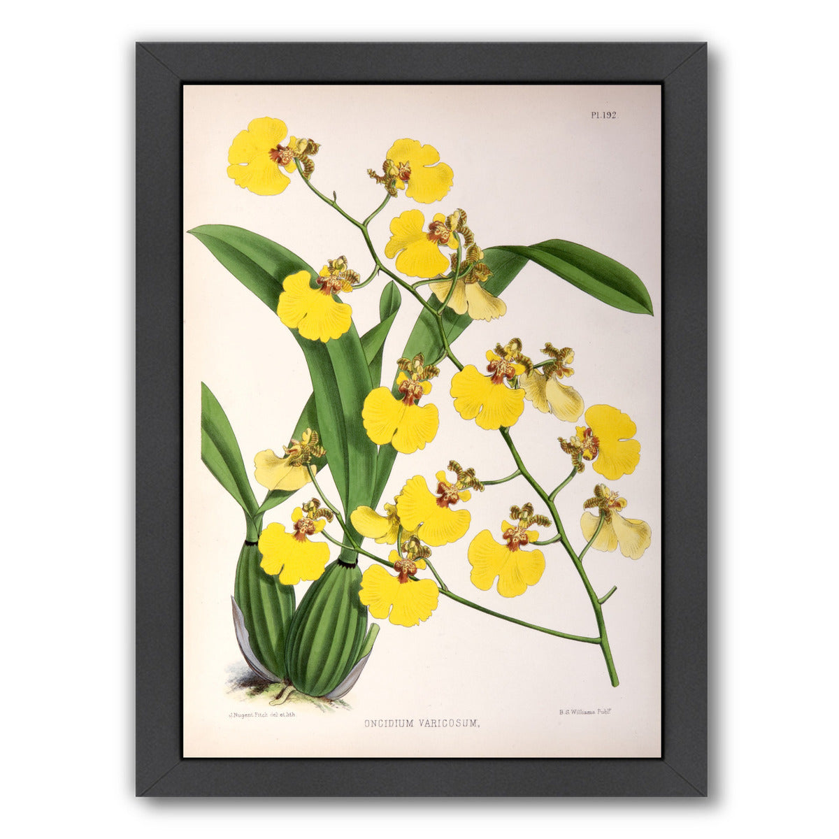 Fitch Orchid Oncidium Varicosum by New York Botanical Garden Framed Print - Americanflat