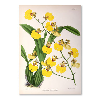 Fitch Orchid Oncidium Varicosum by New York Botanical Garden Art Print - Art Print - Americanflat