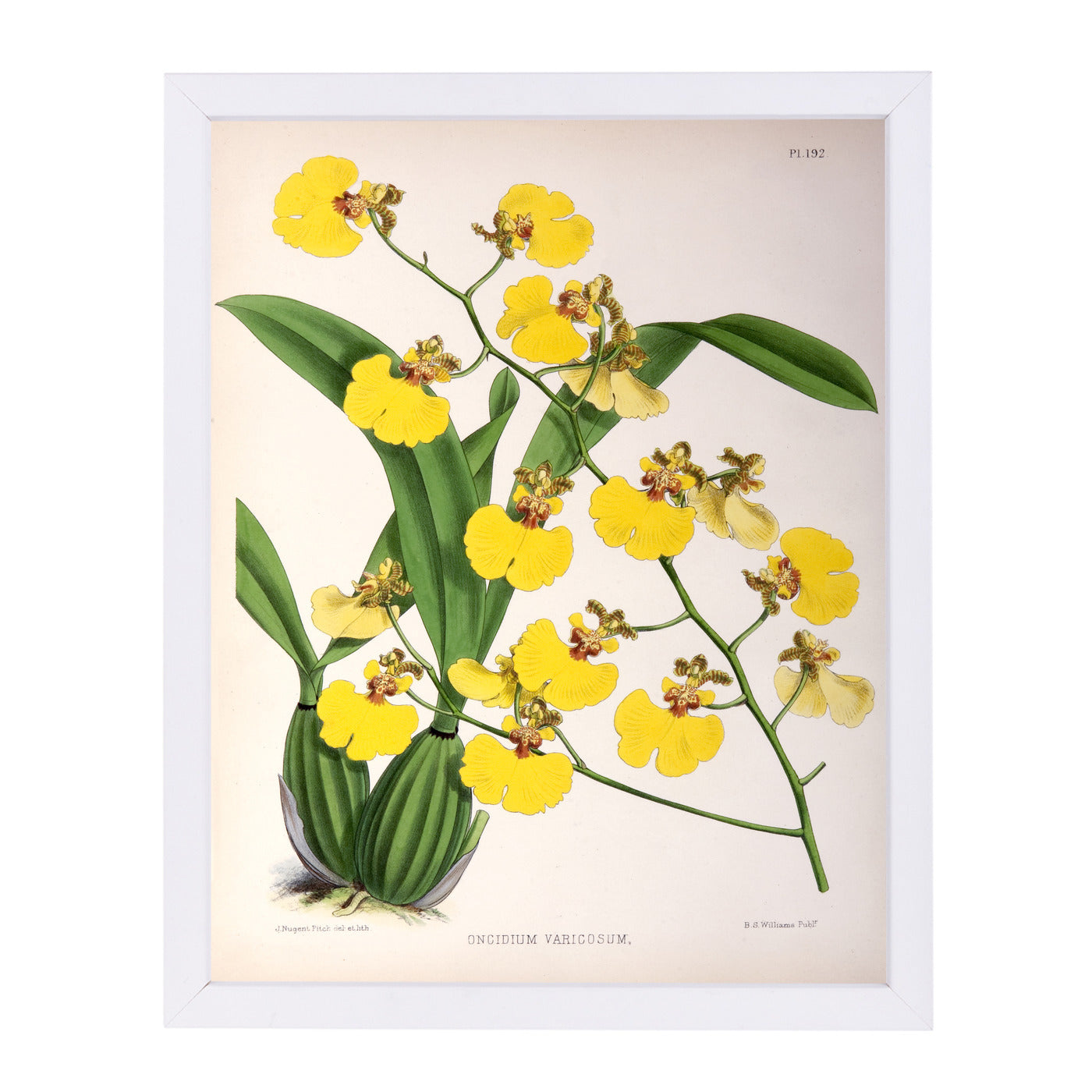 Fitch Orchid Oncidium Varicosum by New York Botanical Garden Framed Print - Americanflat