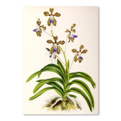 Fitch Orchid Vanda Roxburghii by New York Botanical Garden Art Print - Art Print - Americanflat