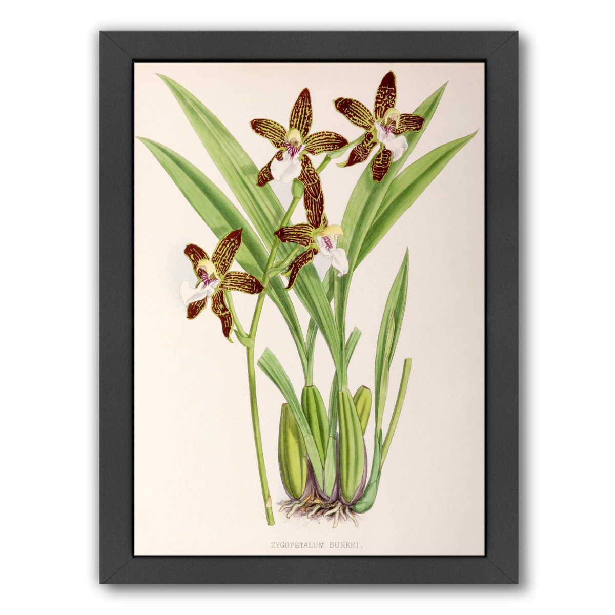 Fitch Orchid Zygopetalum Burkei by New York Botanical Garden Framed Print - Americanflat