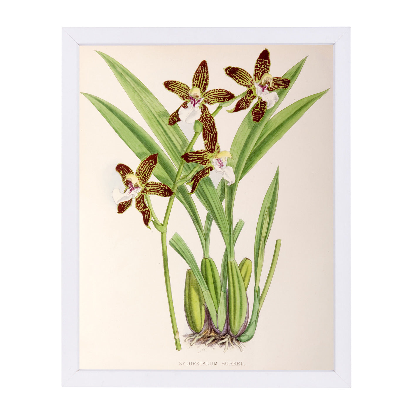Fitch Orchid Zygopetalum Burkei by New York Botanical Garden Framed Print - Americanflat