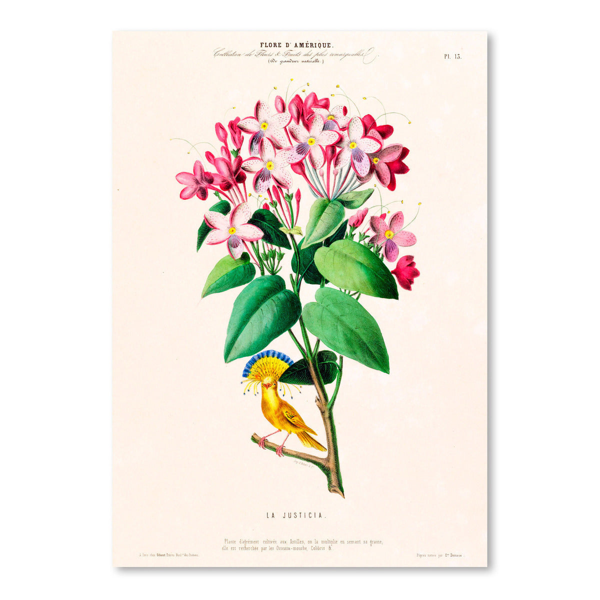 Flored Amerique Lajusticia by New York Botanical Garden Art Print - Art Print - Americanflat