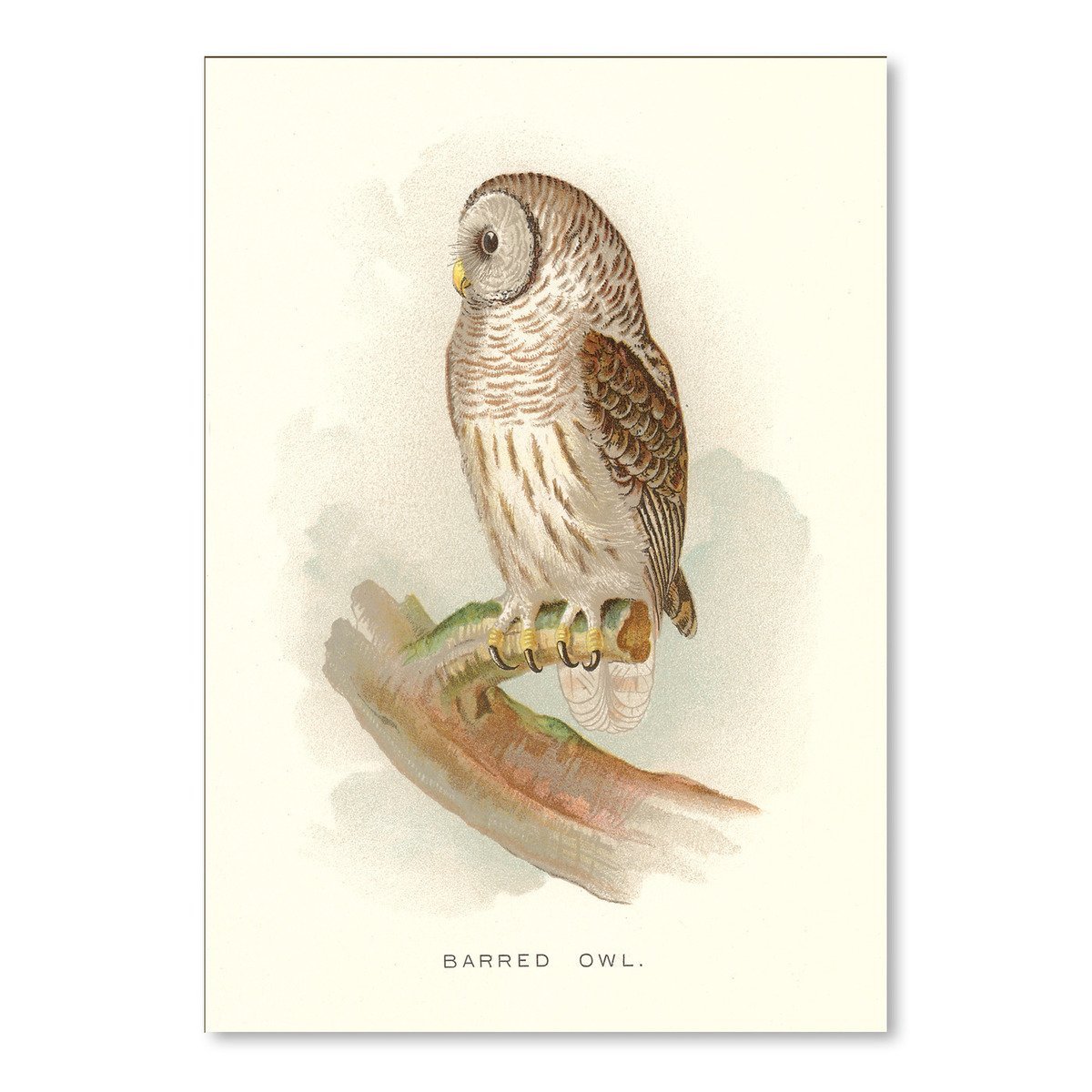 Barred Owl by Found Image Press Art Print - Art Print - Americanflat