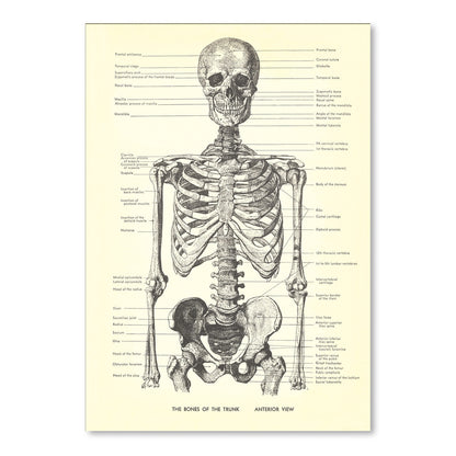 Bones Of The Trunk Anterior by Found Image Press Art Print - Art Print - Americanflat