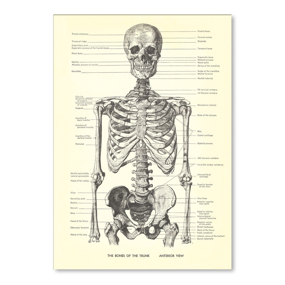 Bones Of The Trunk Anterior by Found Image Press Art Print - Art Print - Americanflat
