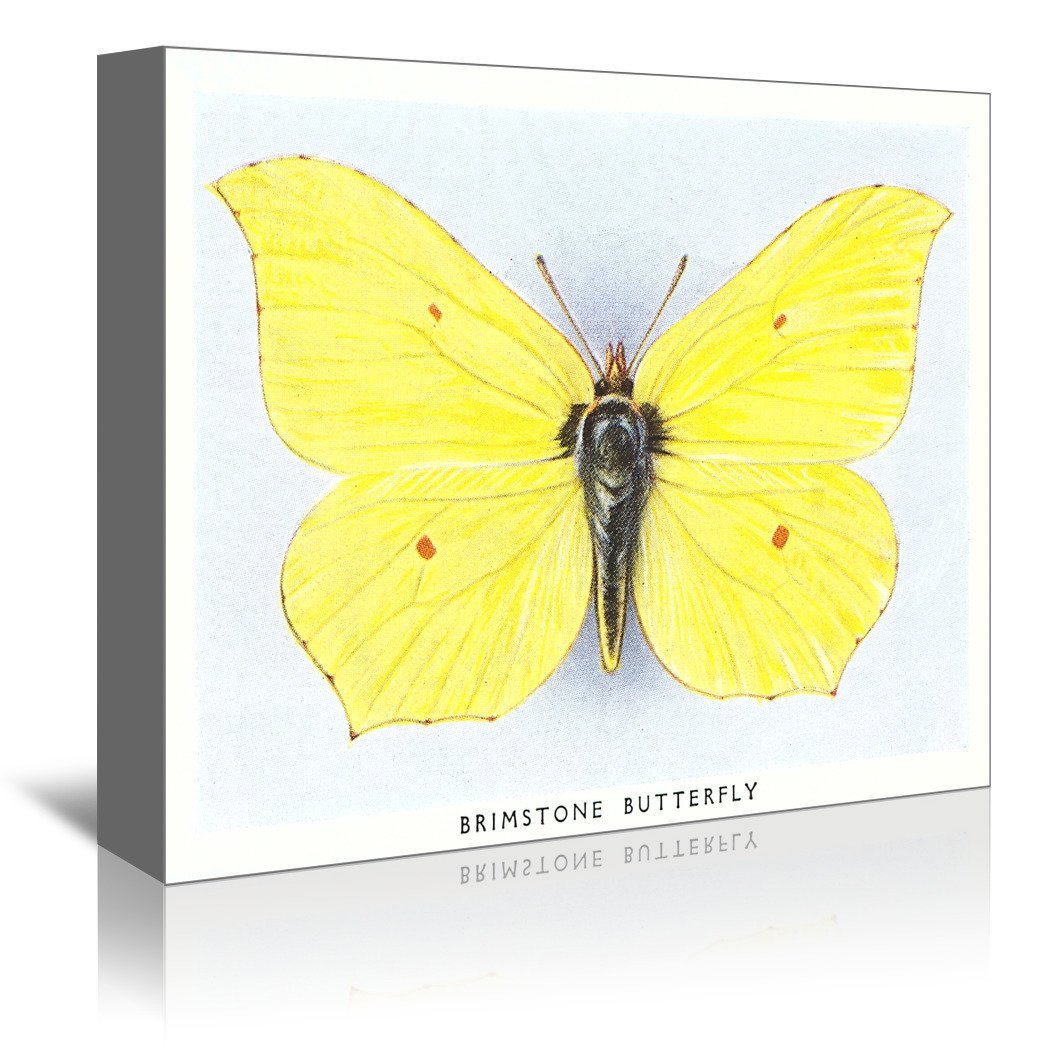 Brimstone Butterfly by Found Image Press Wrapped Canvas - Wrapped Canvas - Americanflat