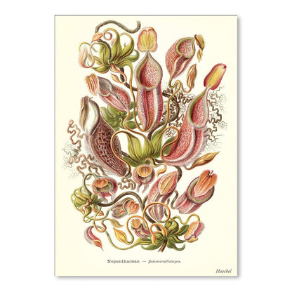 Carnivorous Plants by Found Image Press Art Print - Art Print - Americanflat
