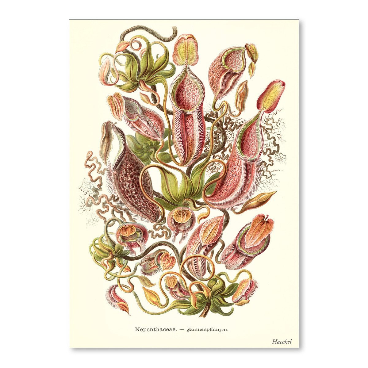 Carnivorous Plants by Found Image Press Art Print - Art Print - Americanflat