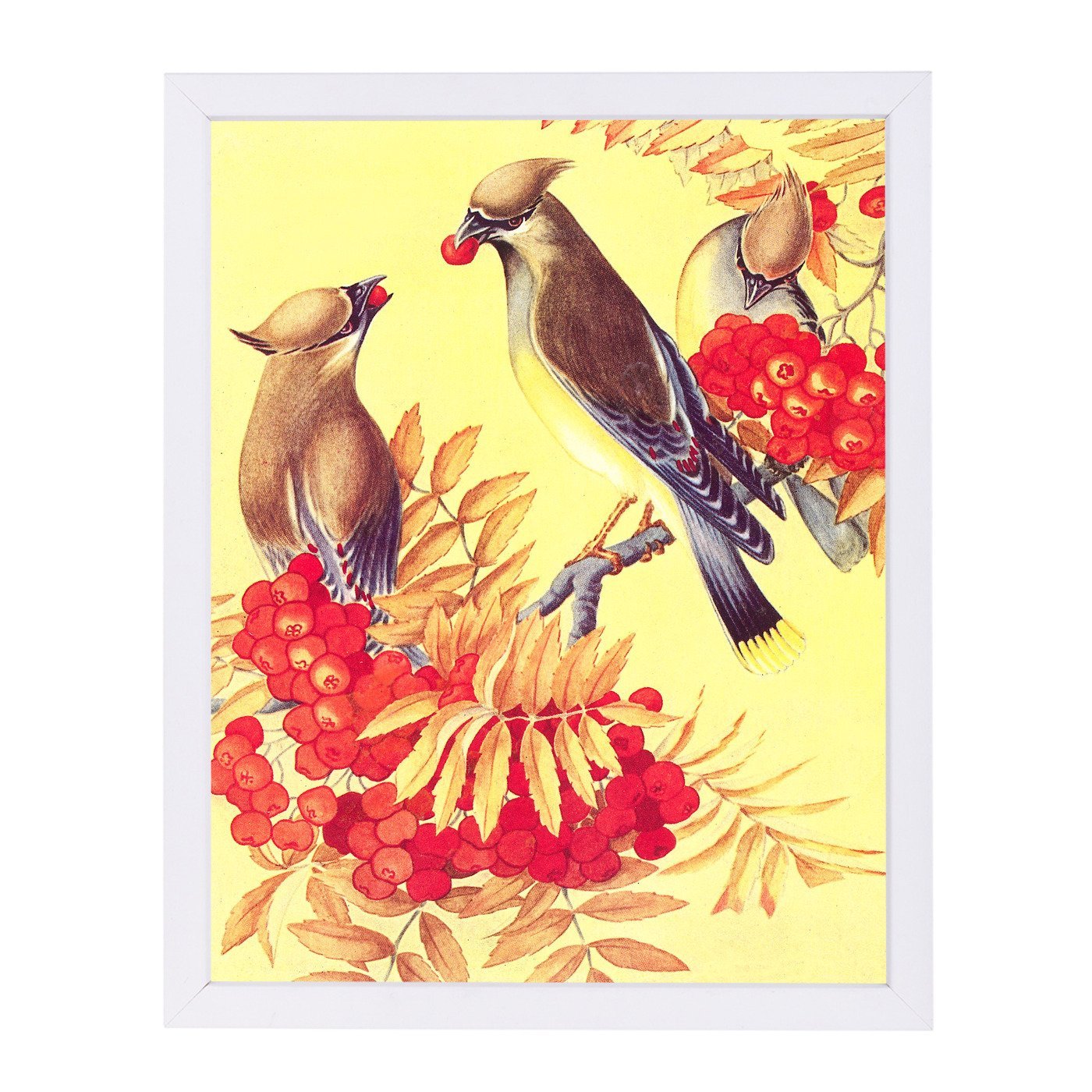 Cedar Waxwings by Found Image Press Framed Print - Americanflat